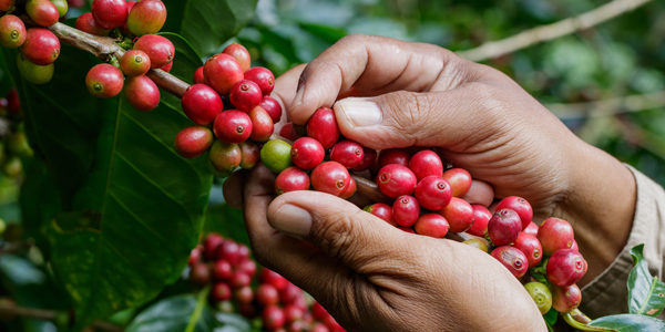 recolte-cerises-de-cafe-espresso-monte-carlo- recolte cerises de cafe espresso monte-carlo-