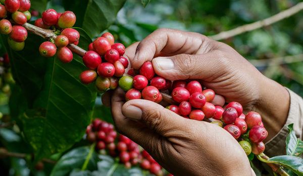 recolte-cerises-de-cafe-espresso-monte-carlo- recolte cerises de cafe espresso monte-carlo-