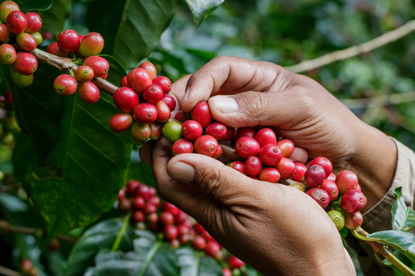 recolte-cerises-de-cafe-espresso-monte-carlo- recolte cerises de cafe espresso monte-carlo-